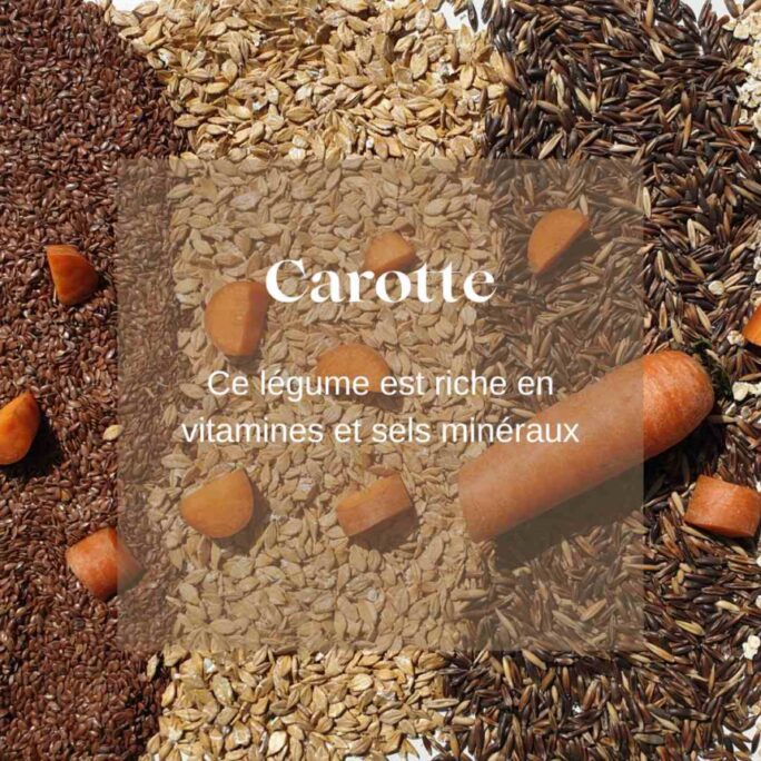 Friandises chevaux carotte